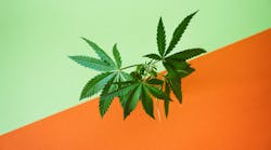 Marijuana Dreamstime Xxl 198771805